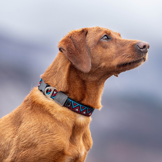 Neerdog Zinnia GO-CEE dog collar