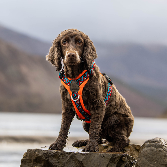 Neerdog Zinnia GO-B-BOLD Airflow dog harness