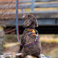 Neerdog Zinnia GO-CEE dog lead