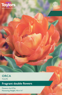 Taylors Bulbs Tulip Orca 5 Pack