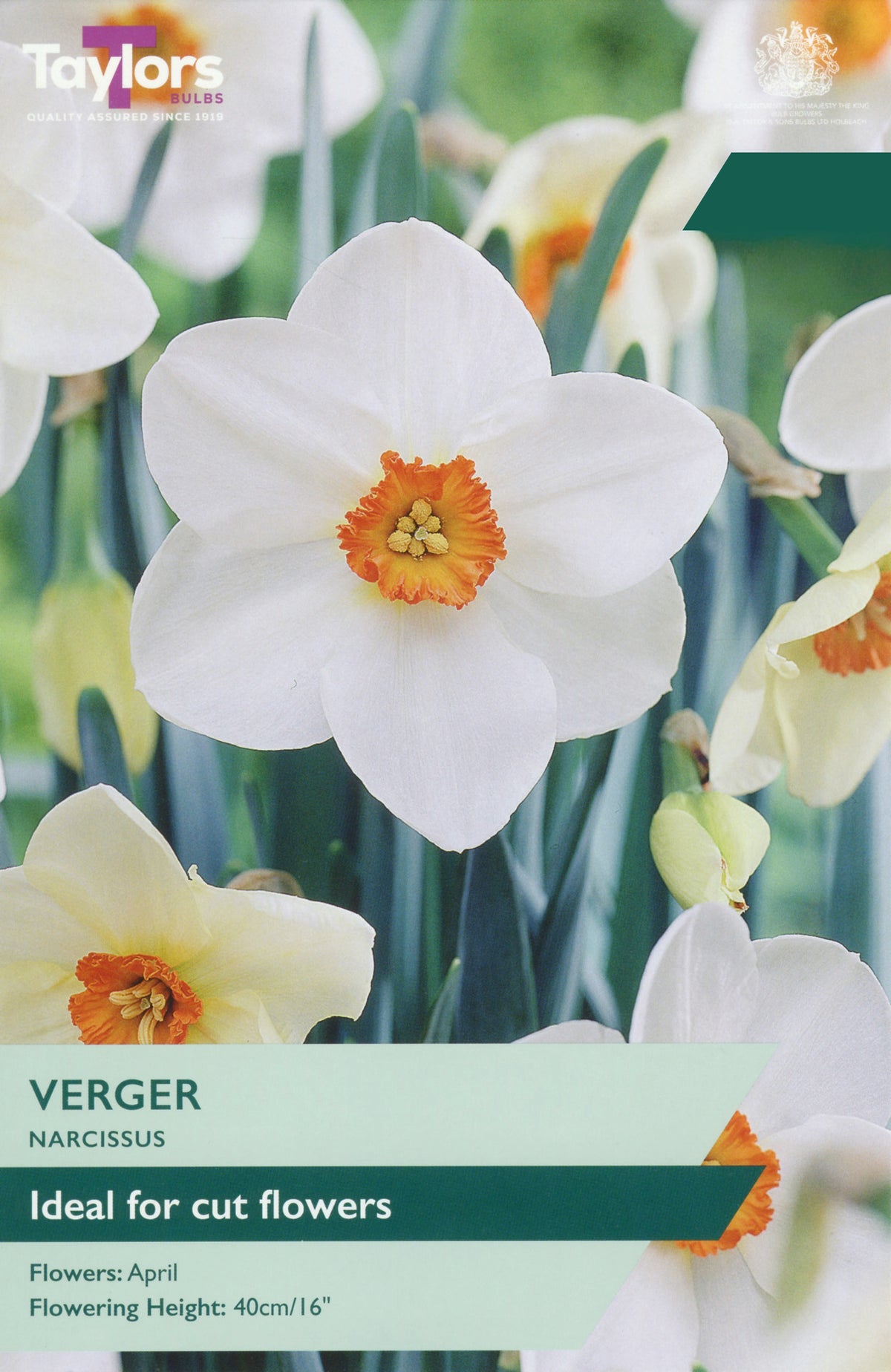 Taylors Bulbs Narcissus Verger pack