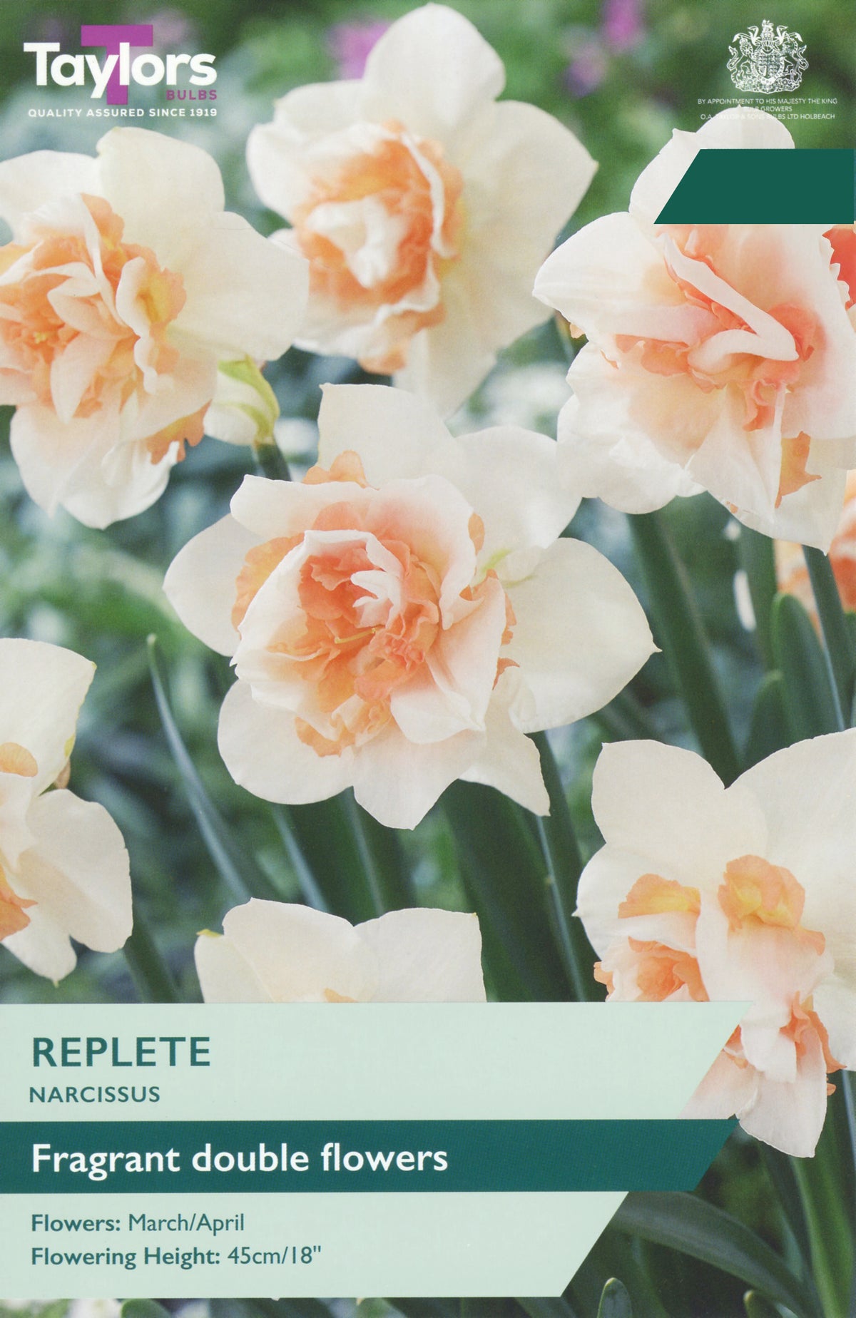 Taylors Bulbs Narcissus Replete pack