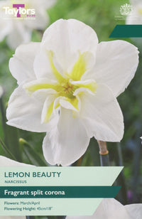 Taylors Bulbs Narcissus Lemon Beauty pack