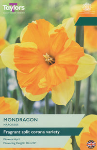 Taylors Bulbs Narcissus Mondragon pack