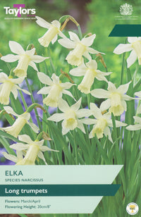 Taylors Bulbs Narcissus Elka pack