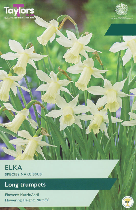 Taylors Bulbs Narcissus Elka pack
