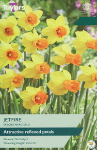 Taylors Bulbs Narcissus Jetfire pack