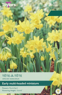 Taylors Bulbs Narcissus Tete a Tete pack