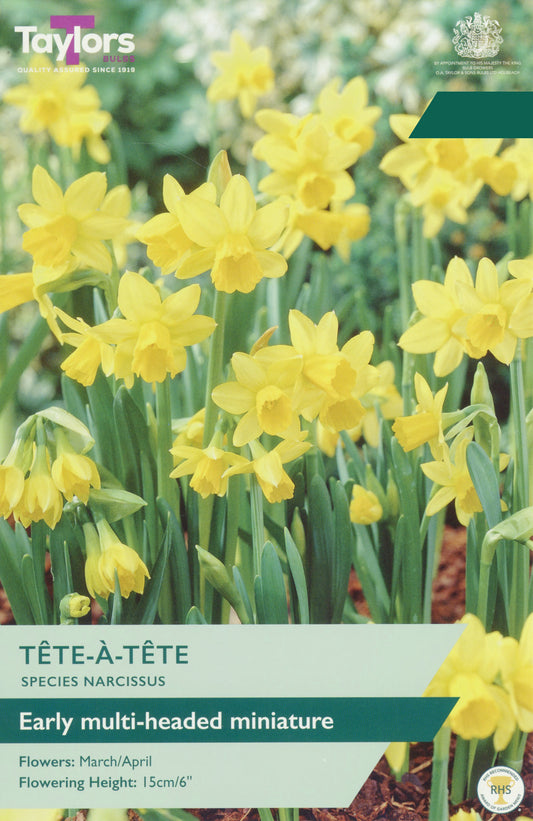 Taylors Bulbs Narcissus Tete a Tete pack