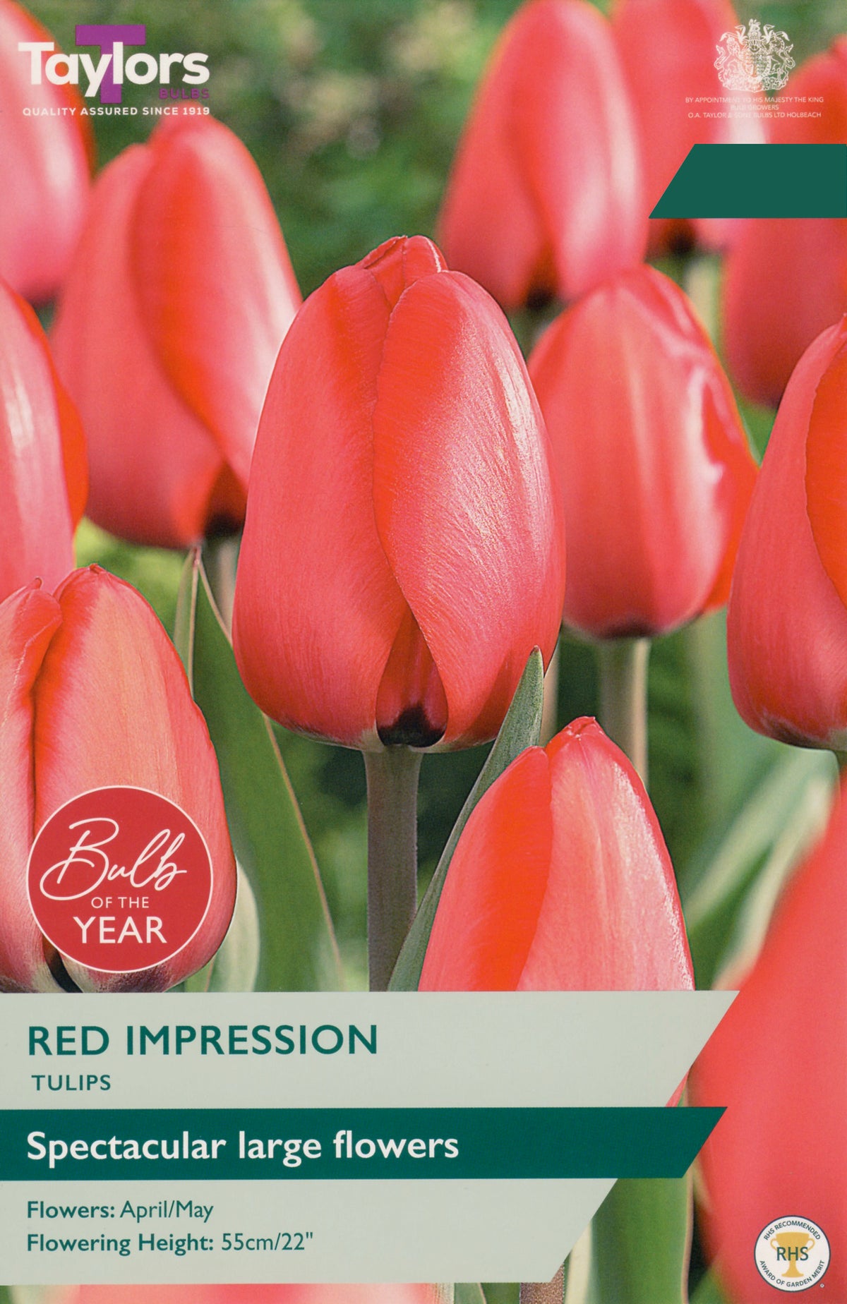 Taylors Bulbs Tulip Red Impression pack
