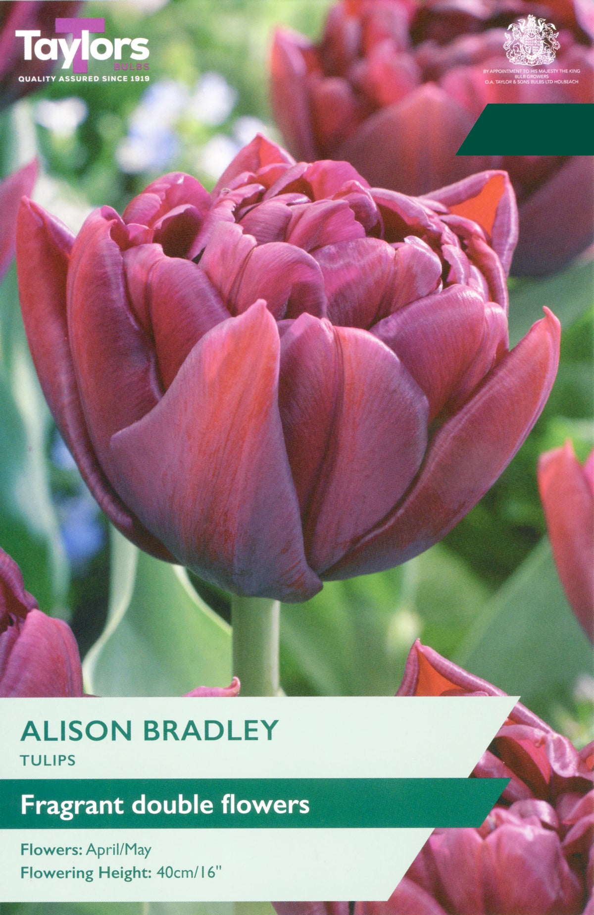 Taylors Bulbs Tulip Alison Bradley pack