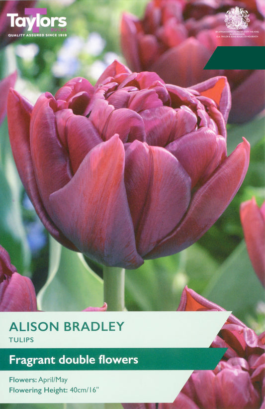 Taylors Bulbs Tulip Alison Bradley pack