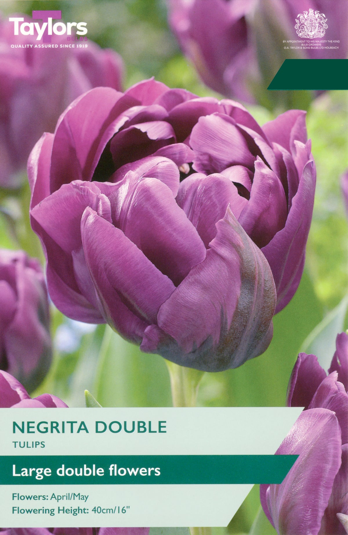 Taylors Bulbs Tulip Negrita Double pack