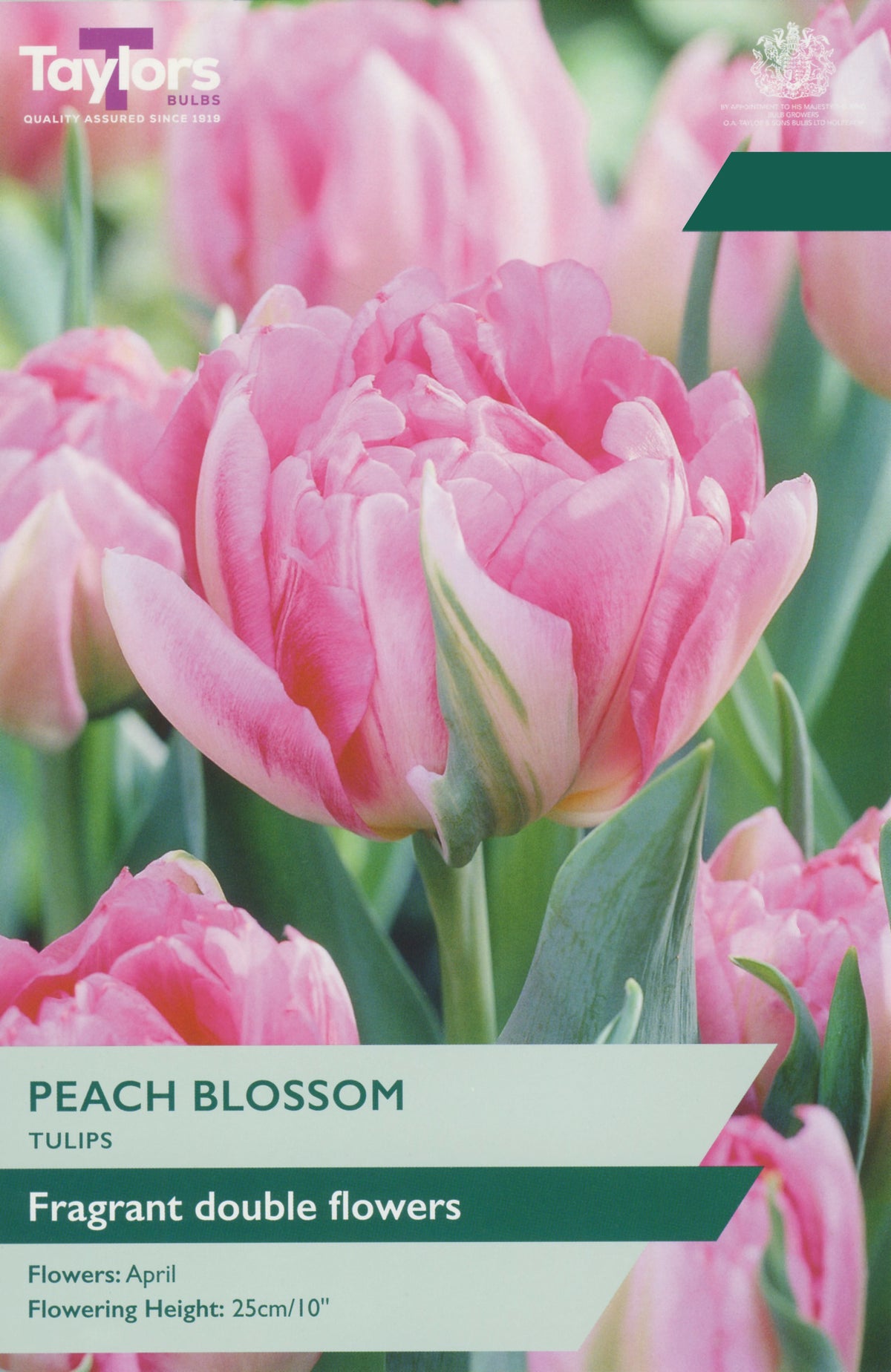 Taylors Bulbs Tulip Peach Blossom pack