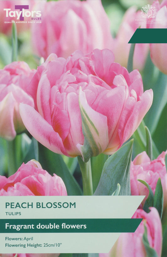 Taylors Bulbs Tulip Peach Blossom pack