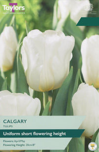 Taylors Bulbs Tulip Calgary pack
