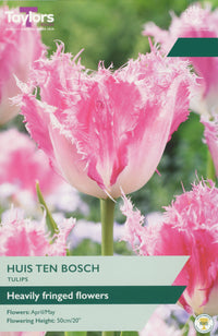 Taylors Bulbs Tulip Huis Ten Bosch pack