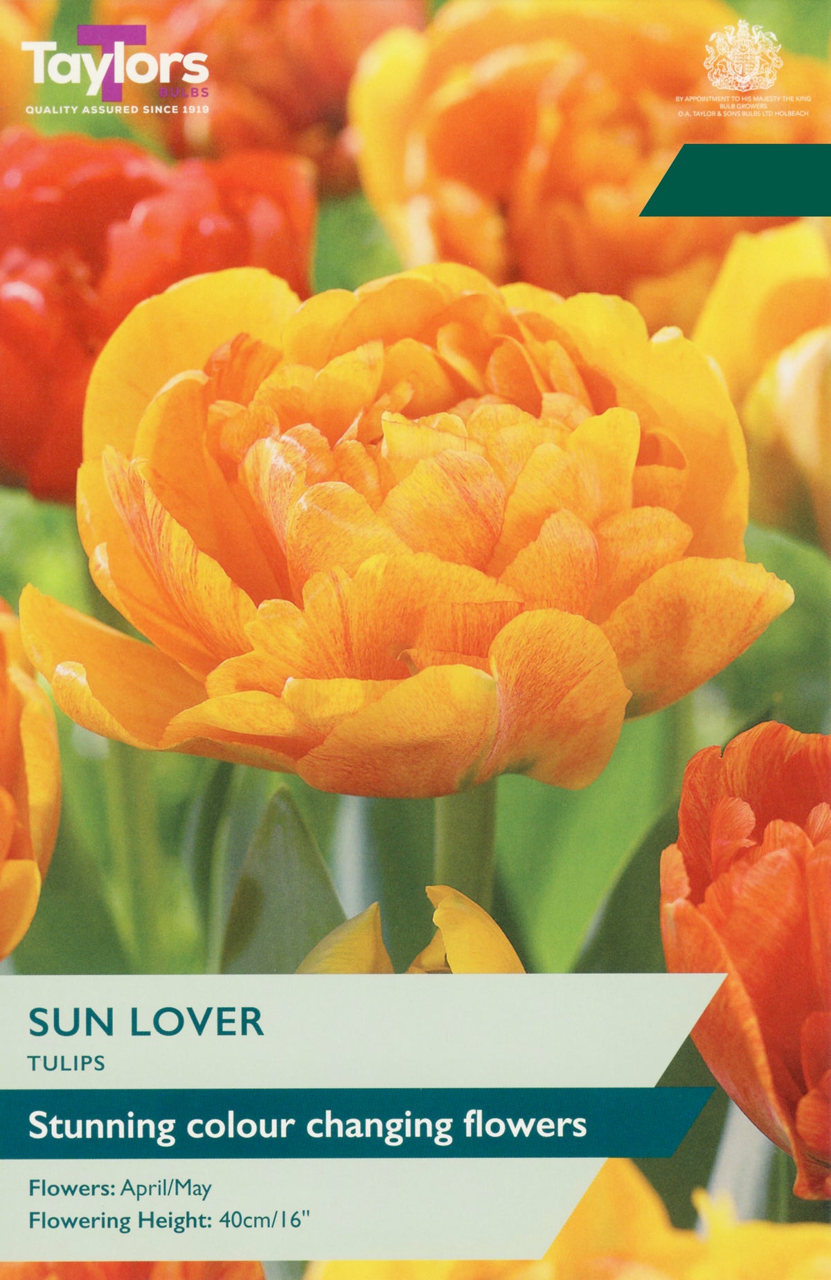 Taylors Bulbs Tulip Sun Lover pack