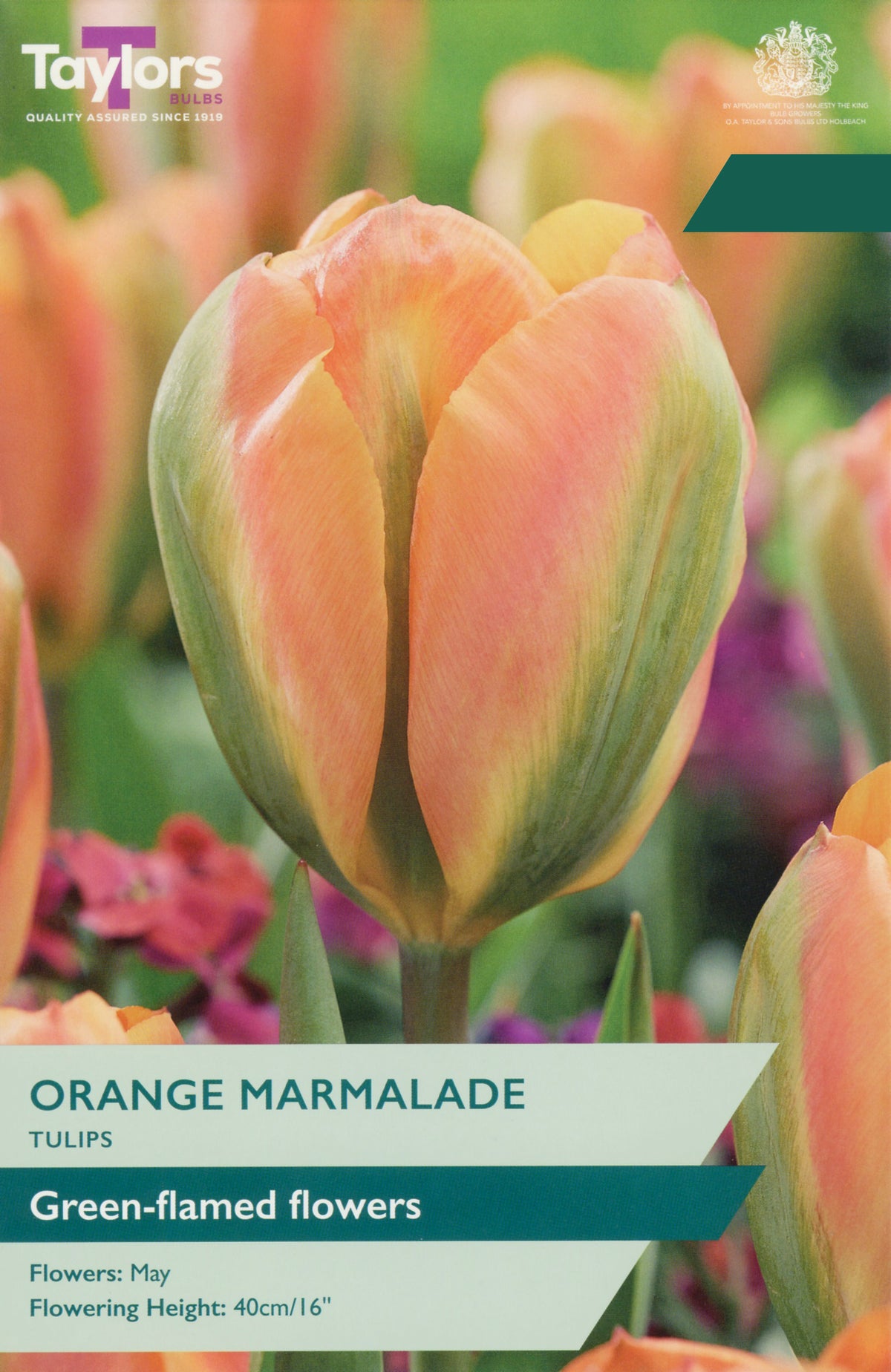 Taylors Bulbs Tulip Orange Marmalade pack