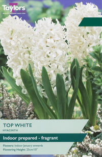 Taylors Bulbs Hyacinth Top White indoor prepared pack