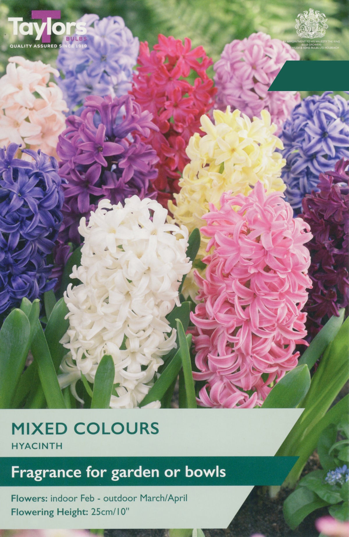 Taylors Bulbs Hyacinth Mixed Colours pack