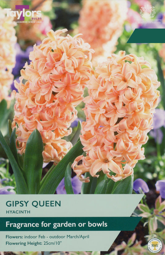 Taylors Bulbs Hyacinth Gipsy Queen pack