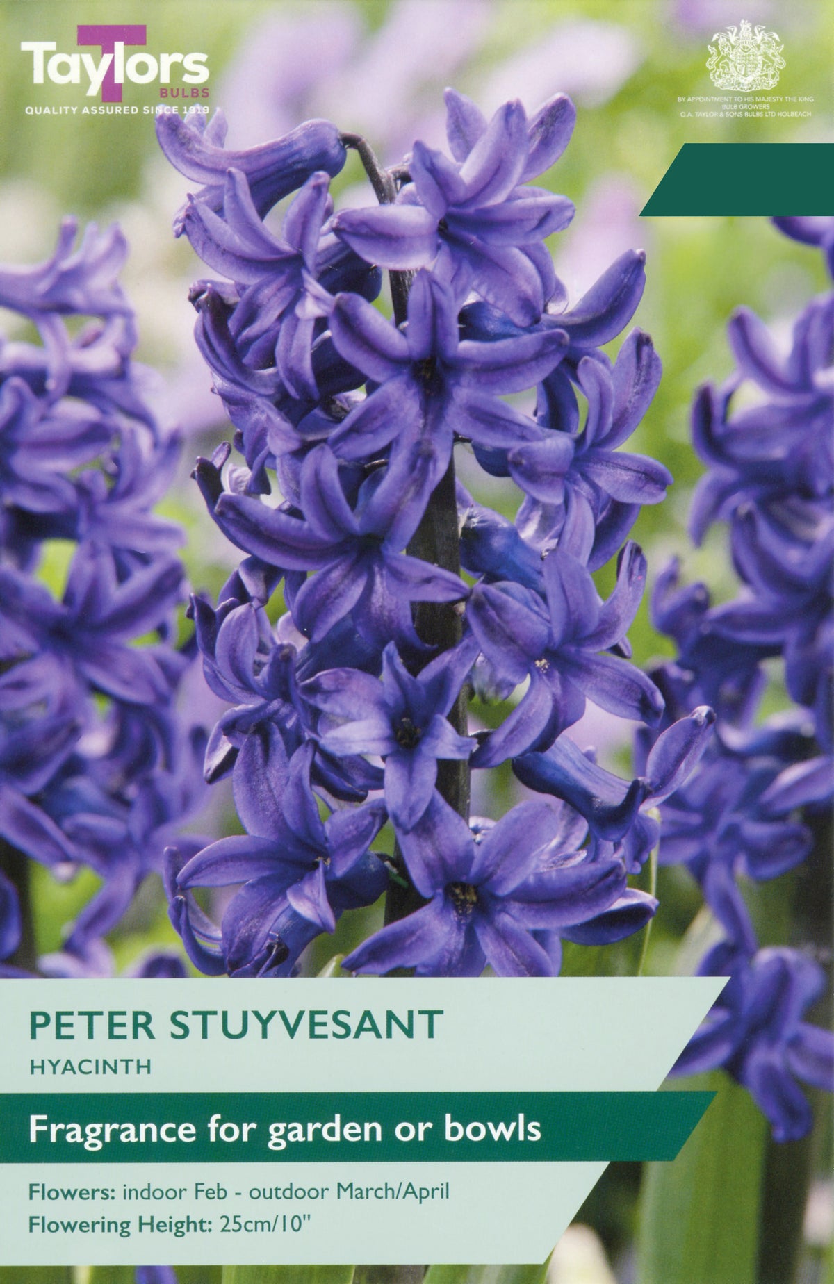 Taylors Bulbs Hyacinth Peter Stuyvesant pack