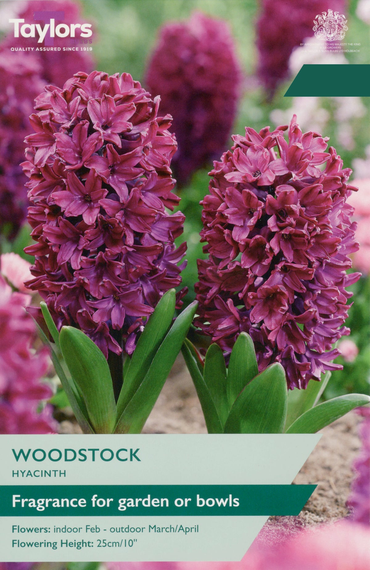 Taylors Bulbs Hyacinth Woodstock pack