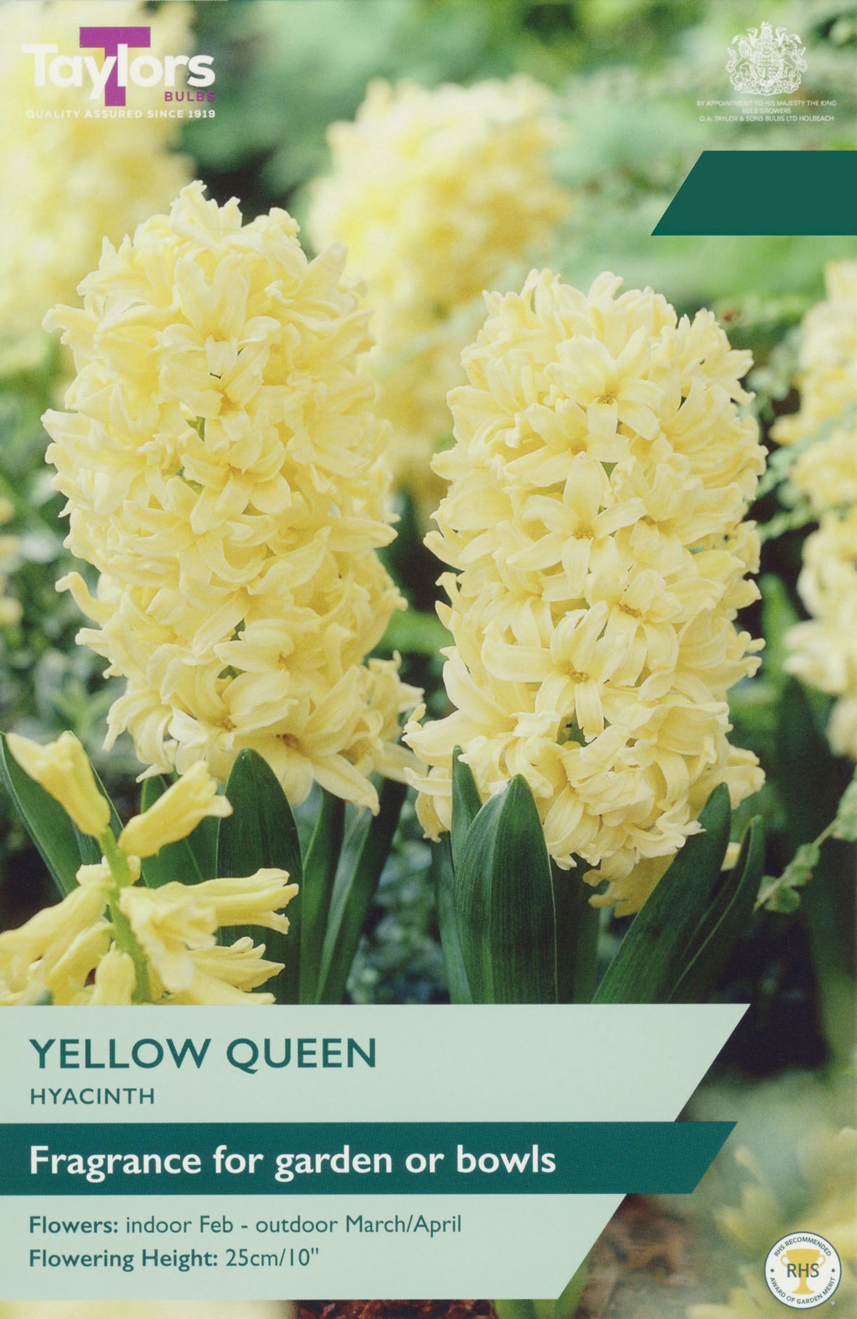 Taylors Bulbs Hyacinth Yellow Queen pack
