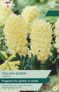 Taylors Bulbs Hyacinth Yellow Queen pack