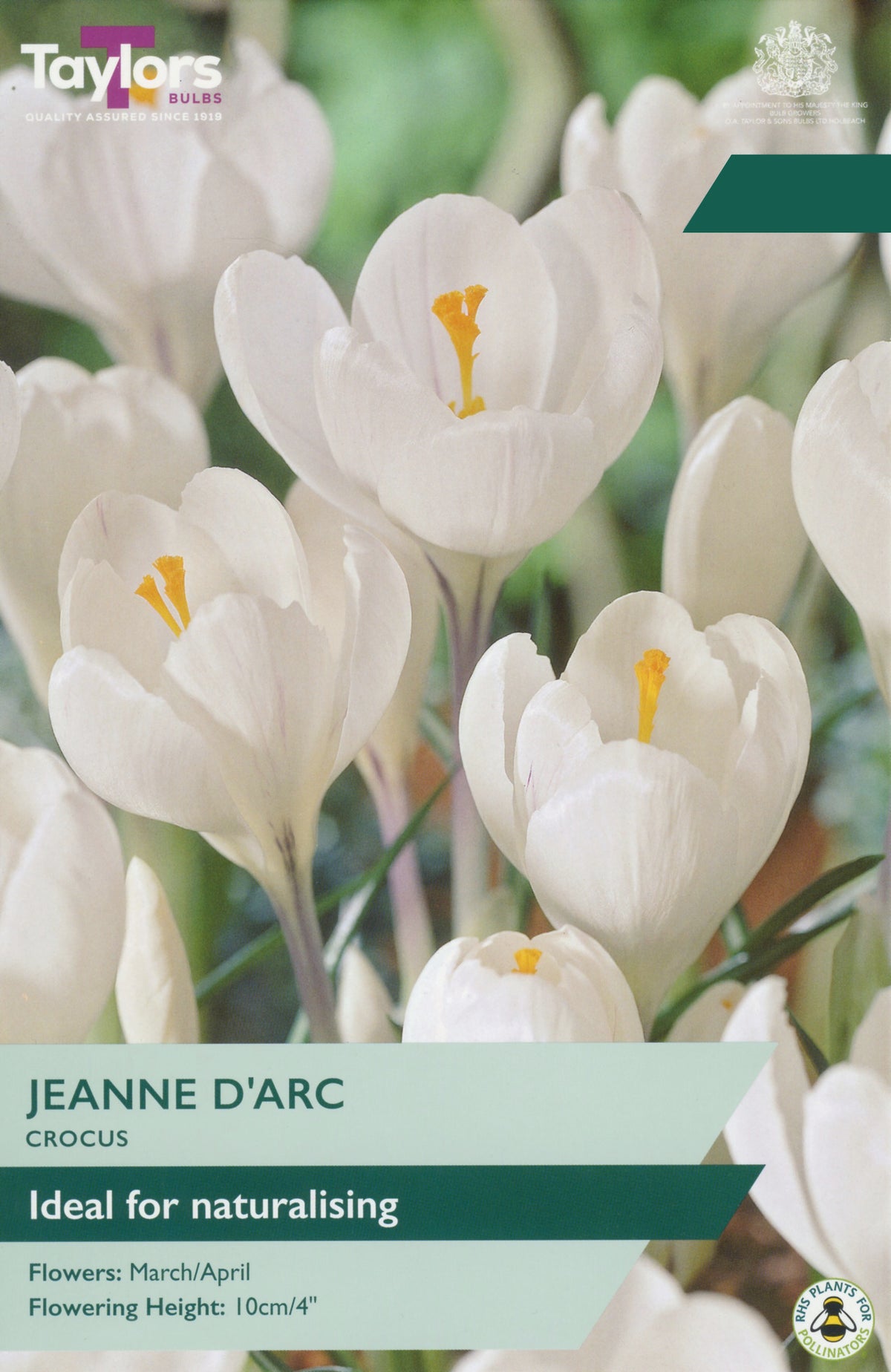 Taylors Bulbs Crocus Jeanne D'Arc pack