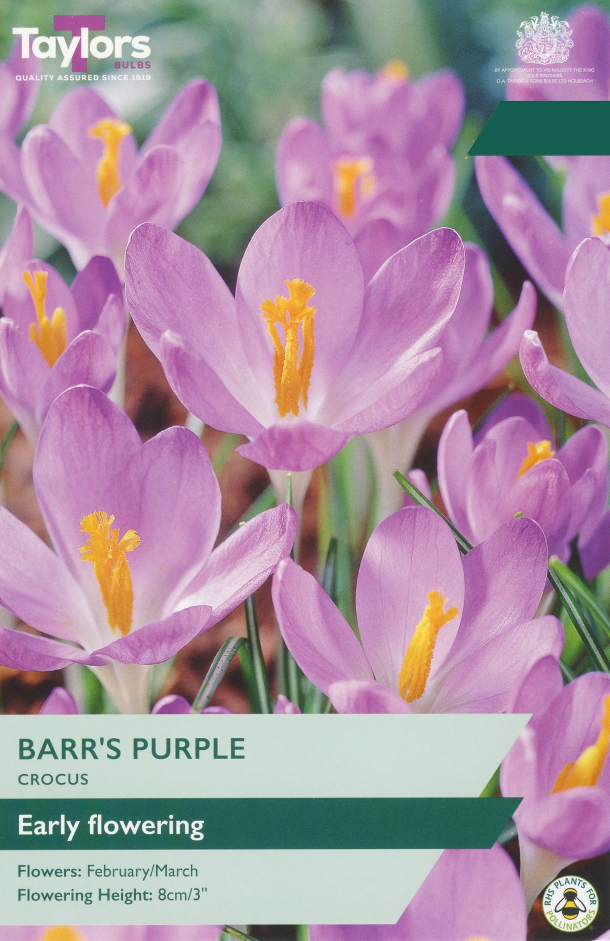 Taylors Bulbs Crocus Barr's Purple pack