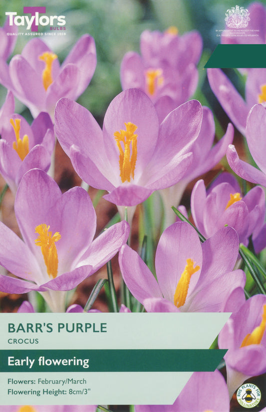 Taylors Bulbs Crocus Barr's Purple pack