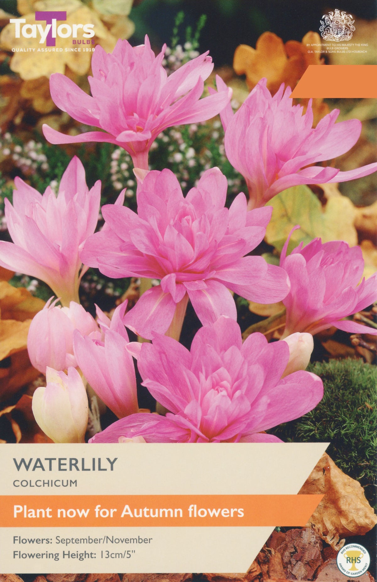 Taylors Bulbs Colchicum Waterlily pack