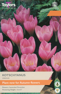 Taylors Bulbs Crocus Kotschyanus pack