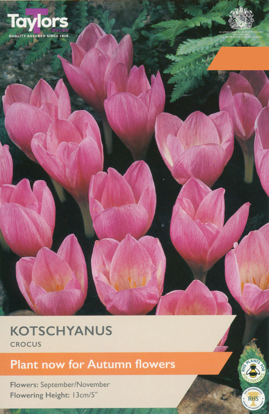 Taylors Bulbs Crocus Kotschyanus pack