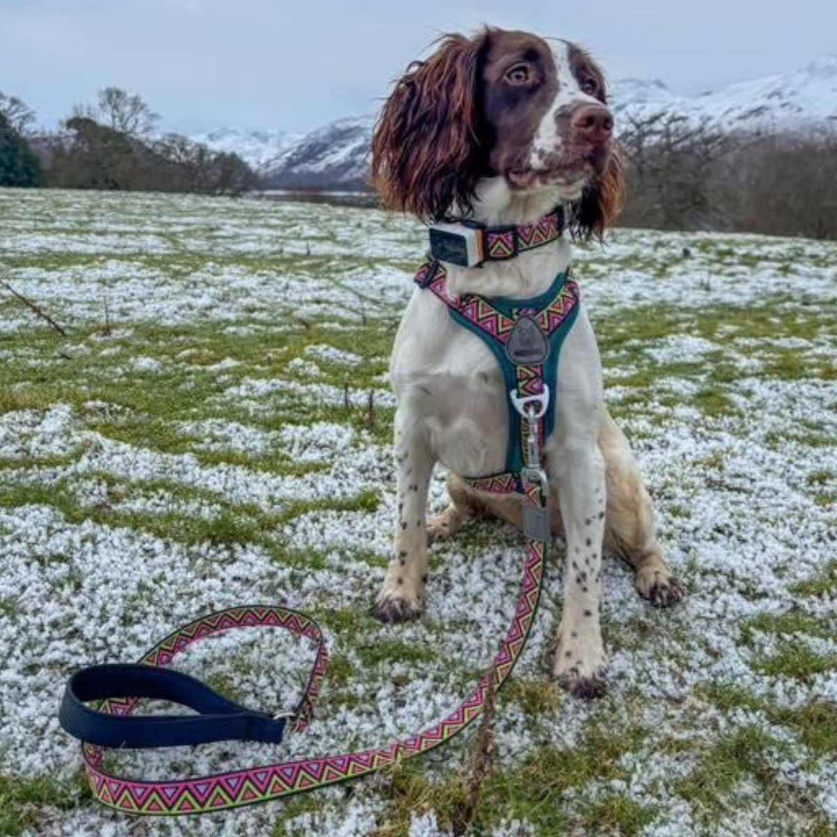 Neerdog Lantana GO-CEE dog lead