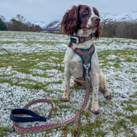 Neerdog Lantana GO-CEE dog lead