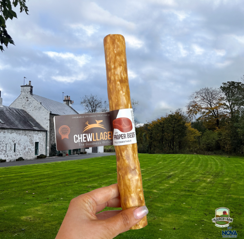 Chewllagen Beef Stick 10 inch