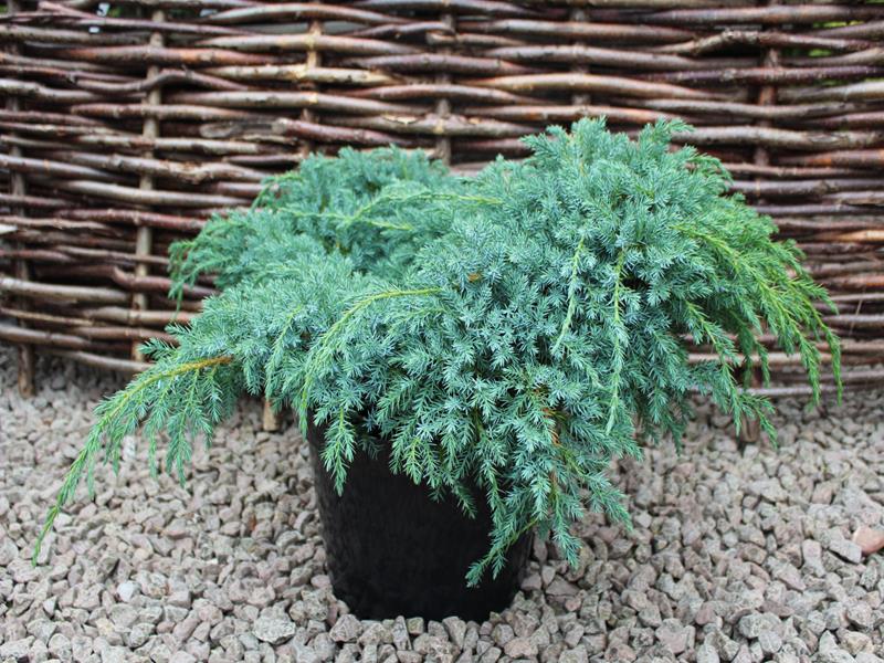 Juniperus Squamata Blue Carpet in a pot