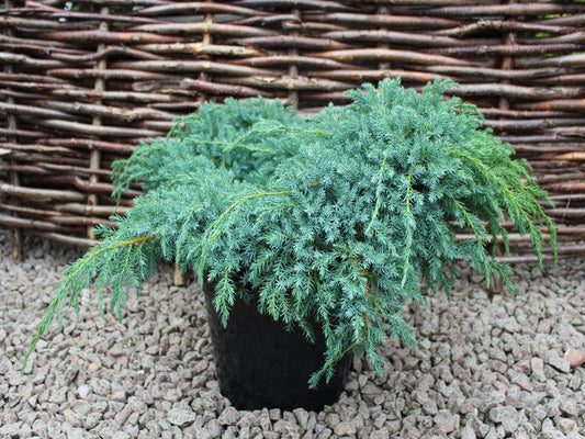 Juniperus Squamata Blue Carpet in a pot