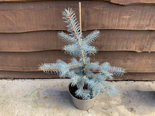 Picea Pungens Edith in a pot