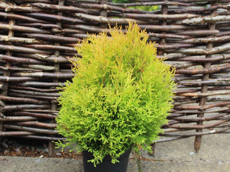 Thuja Occidentalis Rheingold in a pot