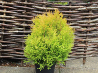 Thuja Occidentalis Rheingold in a pot