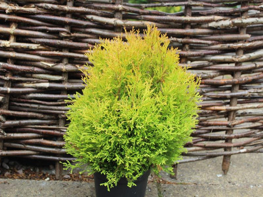 Thuja Occidentalis Rheingold in a pot
